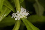 American water horehound